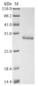 Greater than 90% as determined by SDS-PAGE.