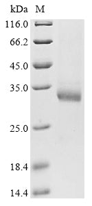 Greater than 90% as determined by SDS-PAGE.