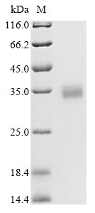 Greater than 90% as determined by SDS-PAGE.