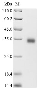 Greater than 90% as determined by SDS-PAGE.