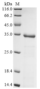 Greater than 85% as determined by SDS-PAGE.
