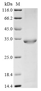 Greater than 90% as determined by SDS-PAGE.