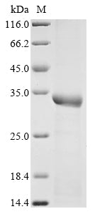 Greater than 85% as determined by SDS-PAGE.