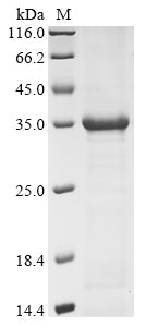 Greater than 85% as determined by SDS-PAGE.