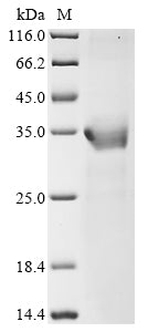 Greater than 85% as determined by SDS-PAGE.