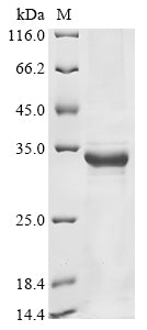 Greater than 85% as determined by SDS-PAGE.