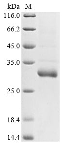 Greater than 85% as determined by SDS-PAGE.
