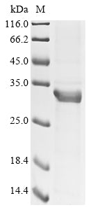 Greater than 85% as determined by SDS-PAGE.
