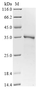 Greater than 90% as determined by SDS-PAGE.