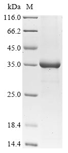 Greater than 85% as determined by SDS-PAGE.