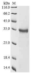 Greater than 85% as determined by SDS-PAGE.