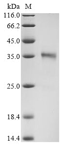 Greater than 90% as determined by SDS-PAGE.