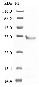 Greater than 90% as determined by SDS-PAGE.