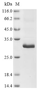 Greater than 90% as determined by SDS-PAGE.