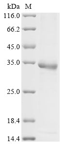 Greater than 85% as determined by SDS-PAGE.
