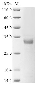 Greater than 85% as determined by SDS-PAGE.