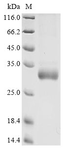 Greater than 90% as determined by SDS-PAGE.
