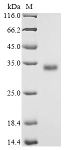 Greater than 90% as determined by SDS-PAGE.