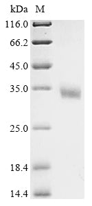 Greater than 90% as determined by SDS-PAGE.