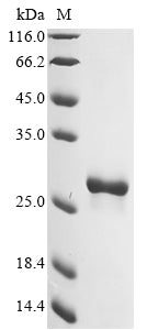 Greater than 90% as determined by SDS-PAGE.