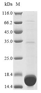 Greater than 90% as determined by SDS-PAGE.Recombinant Rat Heparanase (HPSE) Protein (His&Myc)