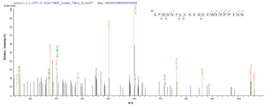 Based on the SEQUEST from database of E.coli host and target protein, the LC-MS/MS Analysis result of this product could indicate that this peptide derived from E.coli-expressed Rattus norvegicus (Rat) Hpx.