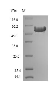 Greater than 90% as determined by SDS-PAGE.