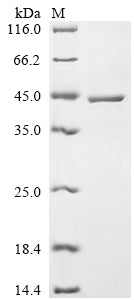 Greater than 85% as determined by SDS-PAGE.