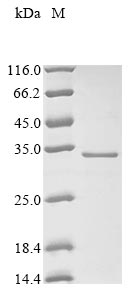 Greater than 90% as determined by SDS-PAGE.Recombinant Human 3 Beta-Hydroxysteroid Dehydrogenase/Delta 5--4-Isomerase Type 1 (HSD3B1) Protein (His&Myc)
