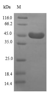 Greater than 90% as determined by SDS-PAGE.Recombinant Human Heat Shock Protein Hsp 90-Alpha (HSP90AA1) Protein (His-SUMO)