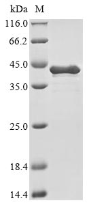 Greater than 90% as determined by SDS-PAGE.Recombinant Human Heat Shock Protein Hsp 90-Alpha (HSP90AA1) Protein (His)