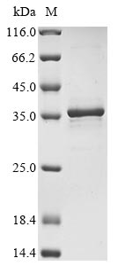 Greater than 85% as determined by SDS-PAGE.Recombinant Human Heat Shock Protein Hsp 90-Alpha (HSP90AA1) Protein (His)