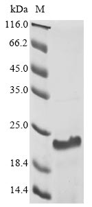 Greater than 85% as determined by SDS-PAGE.Recombinant Human Heat Shock Protein Hsp 90-Alpha (HSP90AA1) Protein (His)