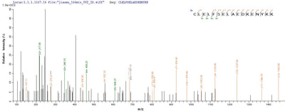 Based on the SEQUEST from database of E.coli host and target protein, the LC-MS/MS Analysis result of this product could indicate that this peptide derived from E.coli-expressed Homo sapiens (Human) HSP90AB1.Recombinant Human Heat Shock Protein Hsp 90-Beta (HSP90AB1) Protein (His&Myc)