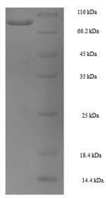 Greater than 90% as determined by SDS-PAGE.