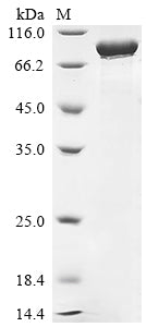 Greater than 90% as determined by SDS-PAGE.