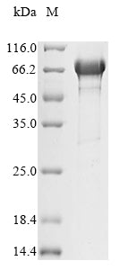 Greater than 85% as determined by SDS-PAGE.Recombinant Mouse Endoplasmic Reticulum Chaperone Bip (HSPA5) Protein (His)