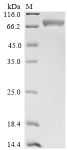 Greater than 85% as determined by SDS-PAGE.Recombinant Mouse Heat Shock Cognate 71 Kda Protein (HSPA8) Protein (His&Myc)