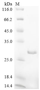 Greater than 90% as determined by SDS-PAGE.