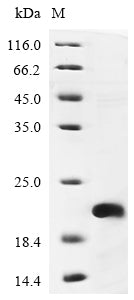 Greater than 85% as determined by SDS-PAGE.