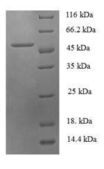 Greater than 90% as determined by SDS-PAGE.