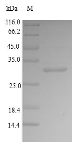 Greater than 90% as determined by SDS-PAGE.Recombinant Human Bone Sialoprotein 2 (IBSP) Protein (His-SUMO)