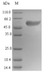 Greater than 85% as determined by SDS-PAGE.