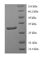 Greater than 90% as determined by SDS-PAGE.