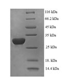 Greater than 90% as determined by SDS-PAGE.
