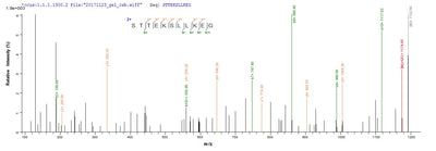 Based on the SEQUEST from database of E.coli host and target protein, the LC-MS/MS Analysis result of this product could indicate that this peptide derived from E.coli-expressed Homo sapiens (Human) IDO1.