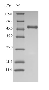 Greater than 90% as determined by SDS-PAGE.Recombinant Human Indoleamine 2,3-Dioxygenase 1 (IDO1) Protein (His)