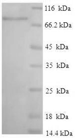 Greater than 90% as determined by SDS-PAGE.
