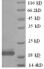 Greater than 90% as determined by SDS-PAGE.