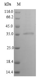 Greater than 90% as determined by SDS-PAGE.Recombinant Human Interferon Alpha-14 (IFNA14) Protein (His-SUMO)